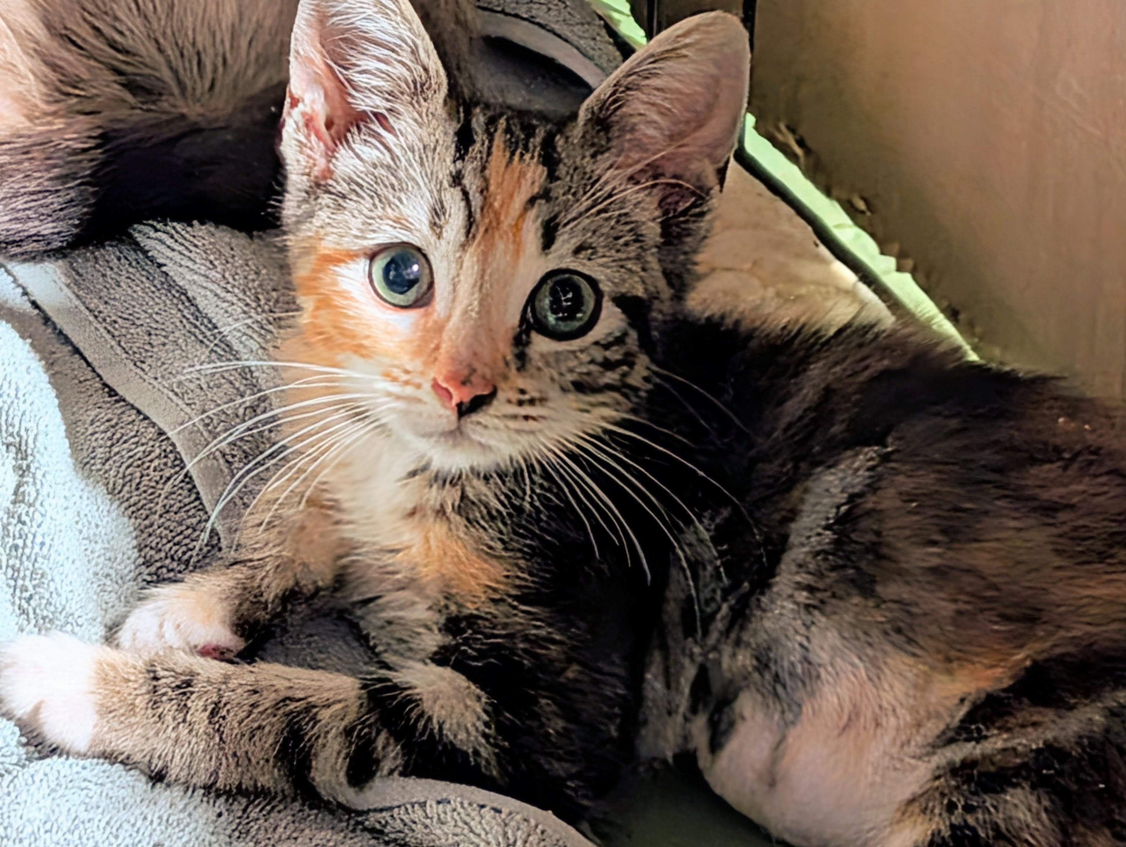 Junie, adopted, Kitten Female Calico.