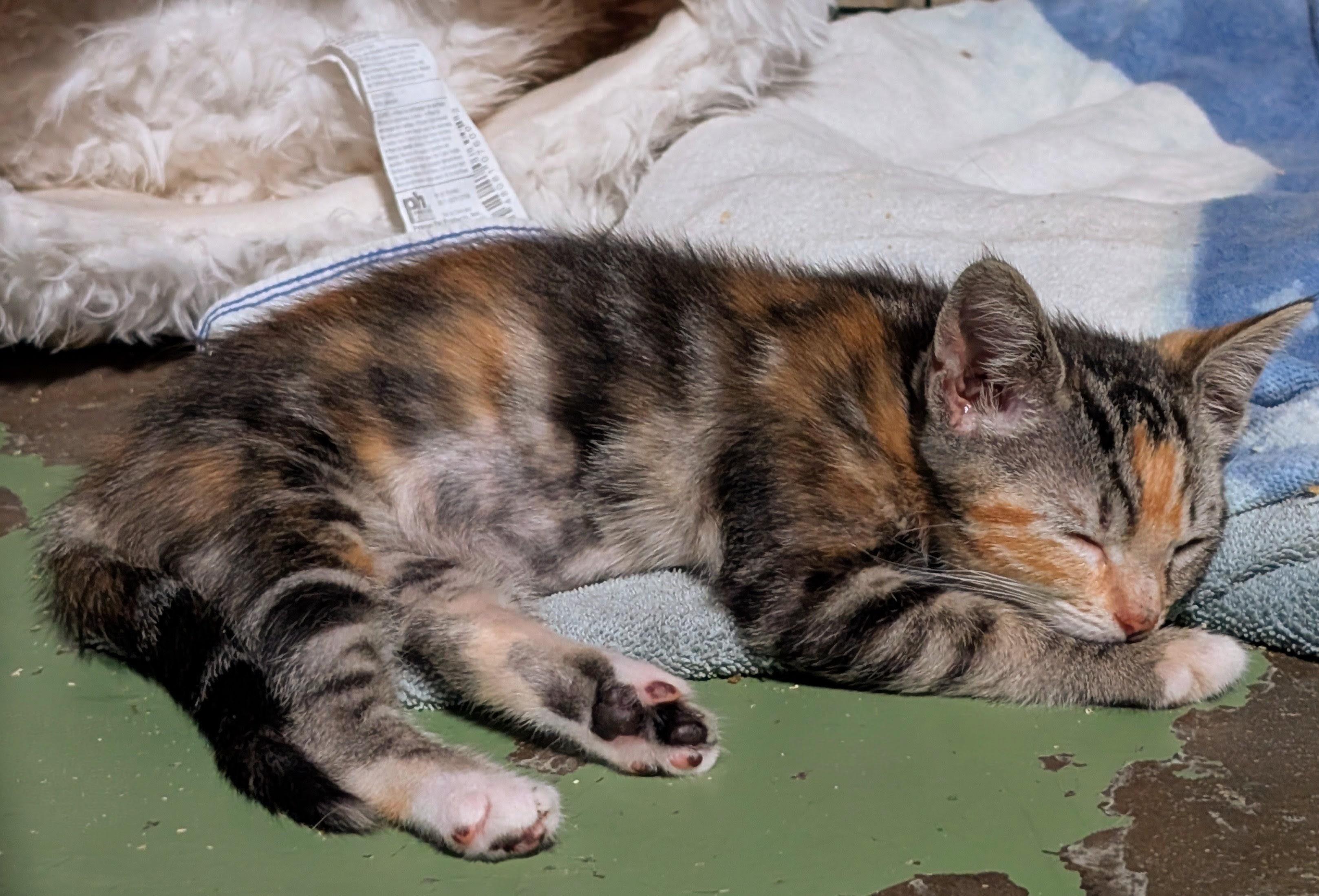 Junie, an adopted Calico in San Diego, CA image 2/3