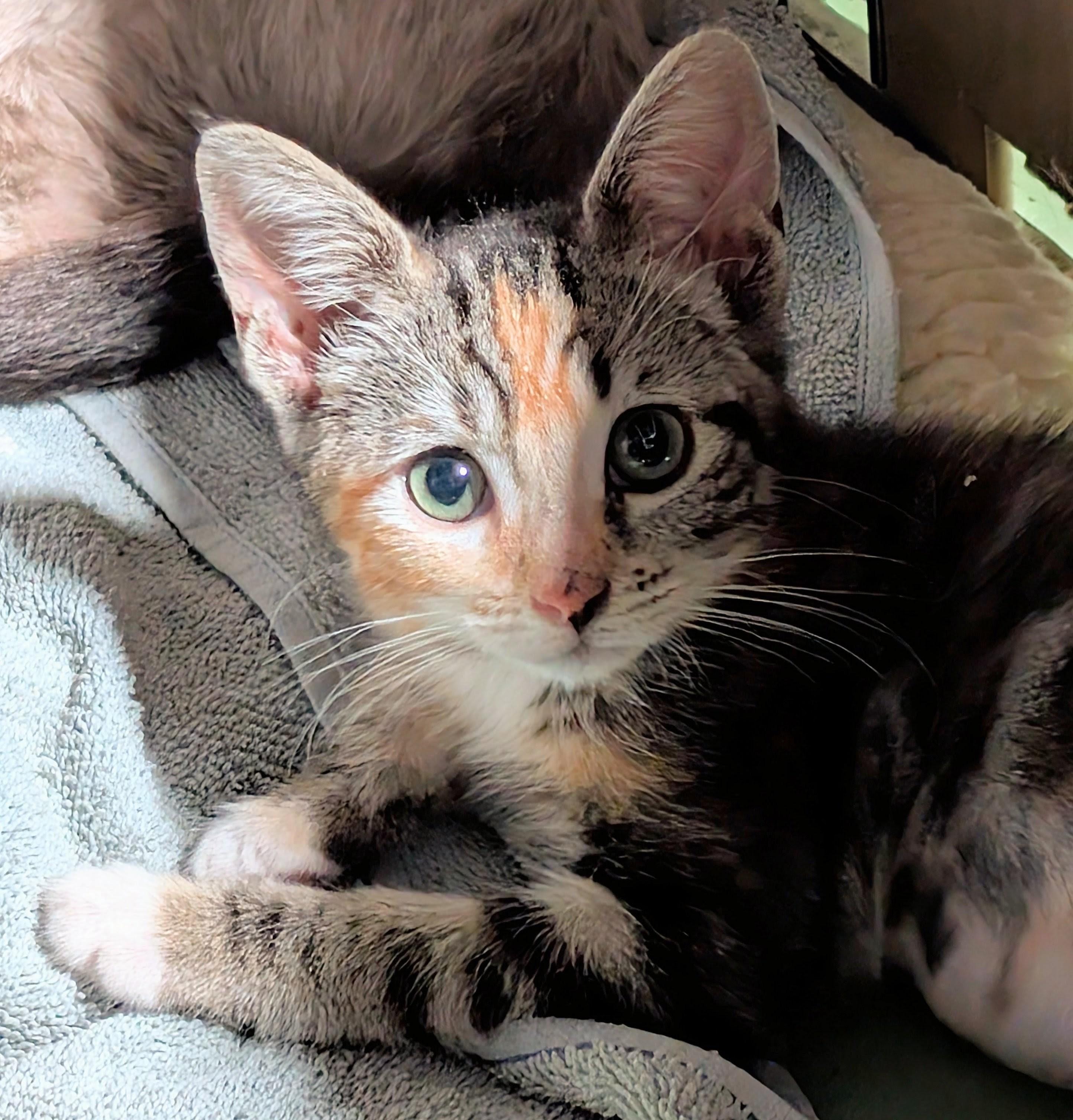 Junie, an adopted Calico in San Diego, CA image 3/3