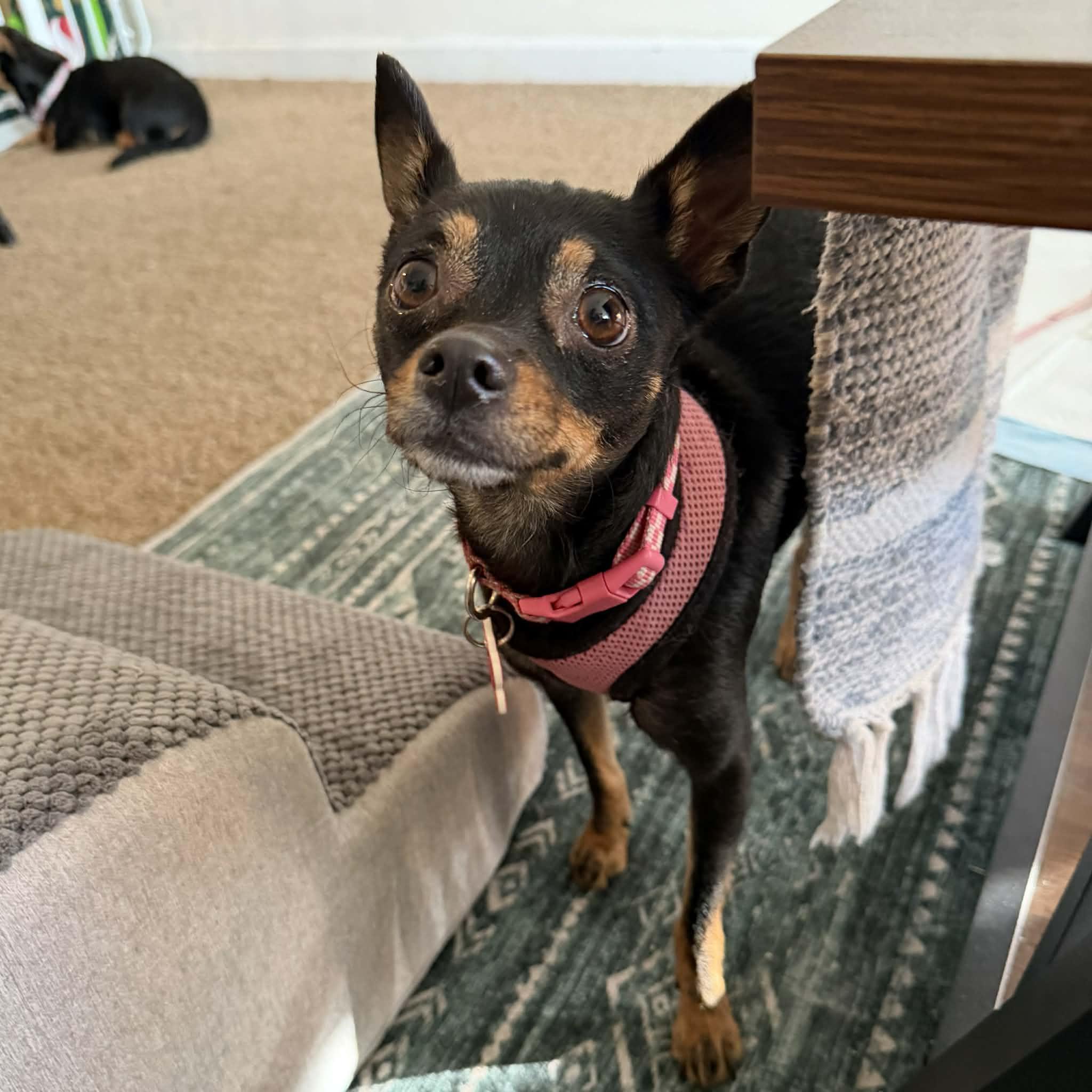 Mabel, a ADOPTABLE mixed breed in Boulder, CO image 5/6