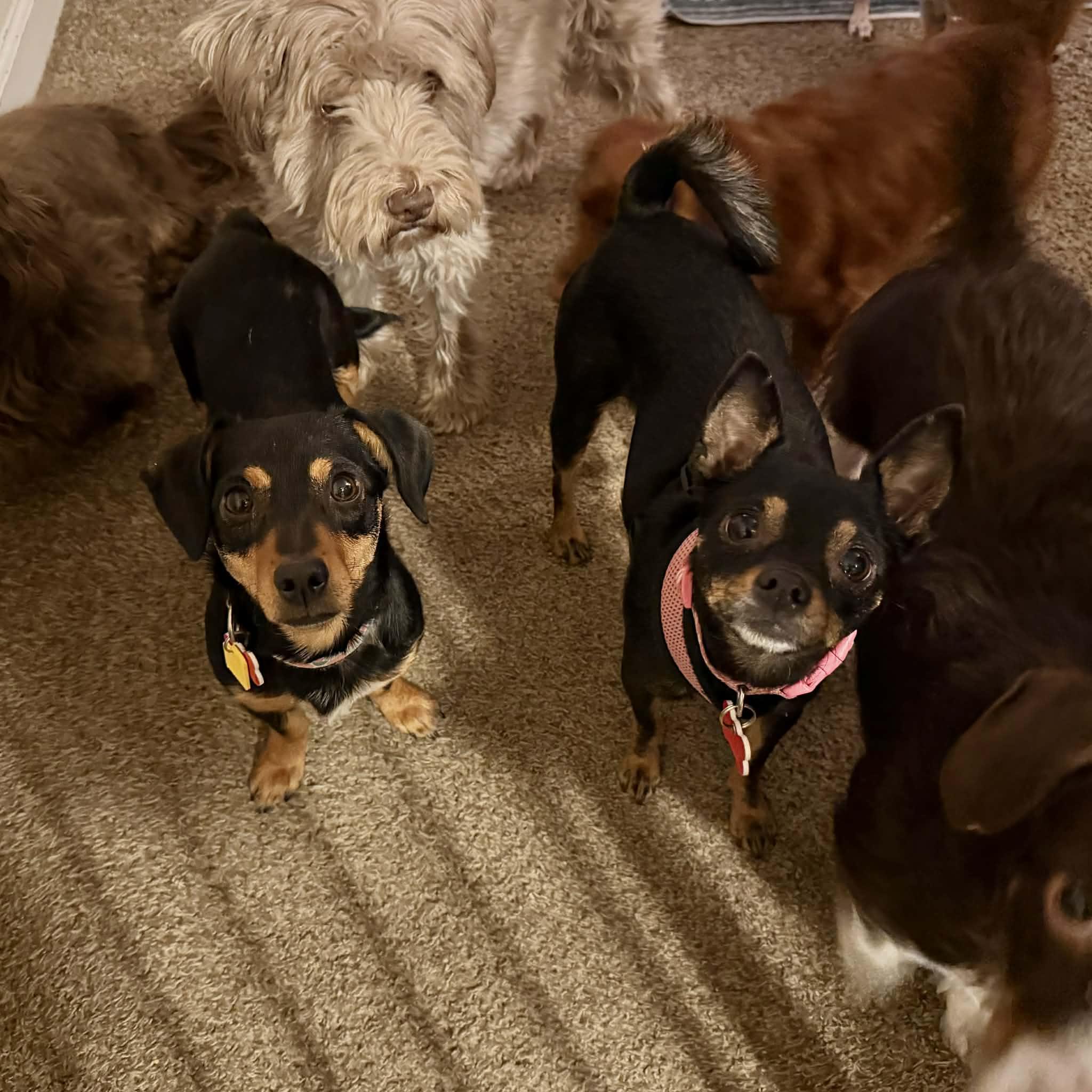 Mabel, a ADOPTABLE mixed breed in Boulder, CO image 3/6