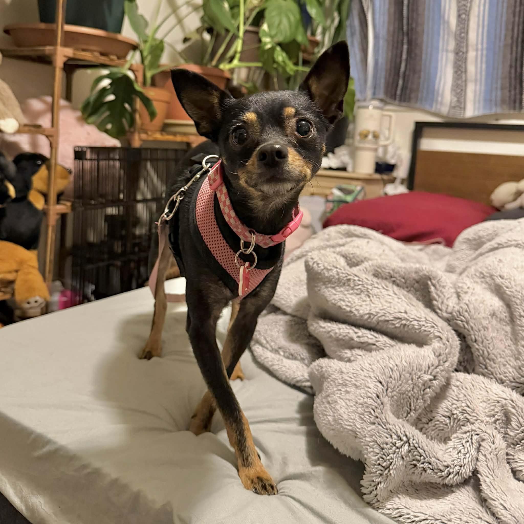 Mabel, a ADOPTABLE mixed breed in Boulder, CO image 6/6