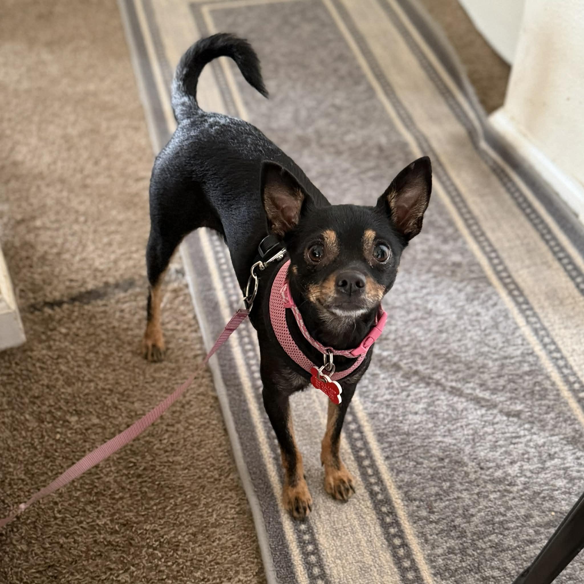 Mabel, a ADOPTABLE mixed breed in Boulder, CO image 4/6