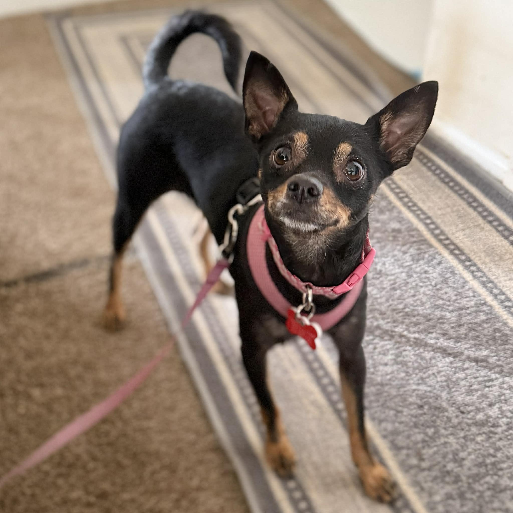 Mabel, a ADOPTABLE mixed breed in Boulder, CO image 1/6