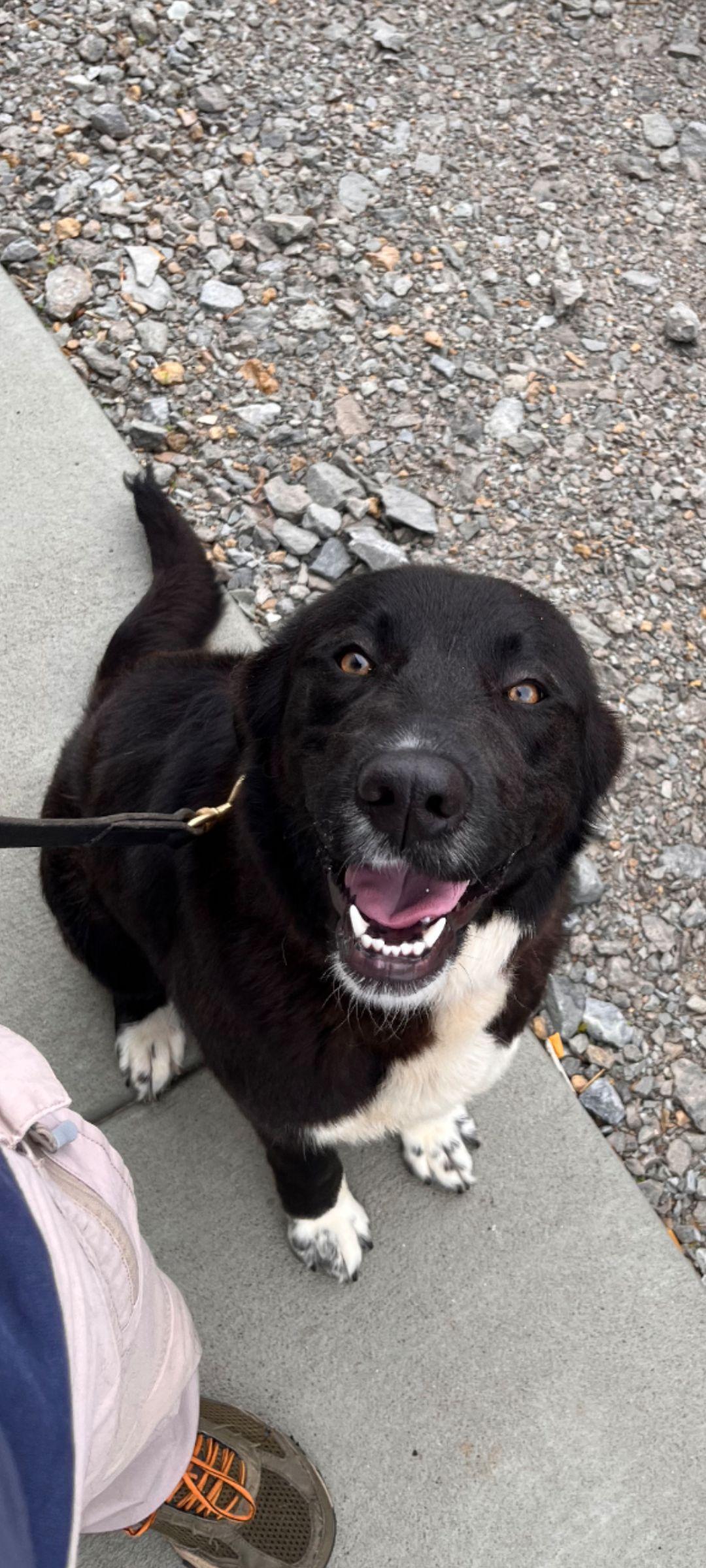 Skye, adopted, Adult Female Black Labrador Retriever.