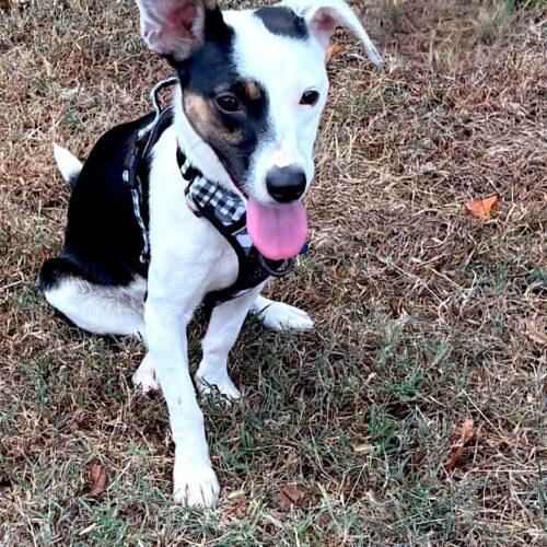 Panda, Adoptable, Puppy Female Mixed Breed.