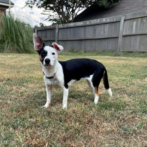 Enlarge Panda, a Adoptable mixed breed in Memphis, TN image 2/5