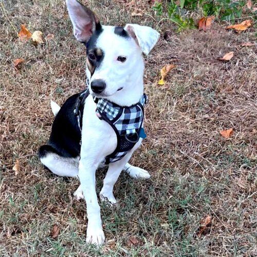 Enlarge Panda, a Adoptable mixed breed in Memphis, TN image 3/5