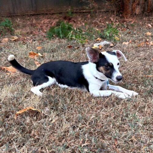 Enlarge Panda, a Adoptable mixed breed in Memphis, TN image 4/5