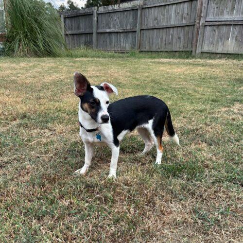 Enlarge Panda, a Adoptable mixed breed in Memphis, TN image 5/5