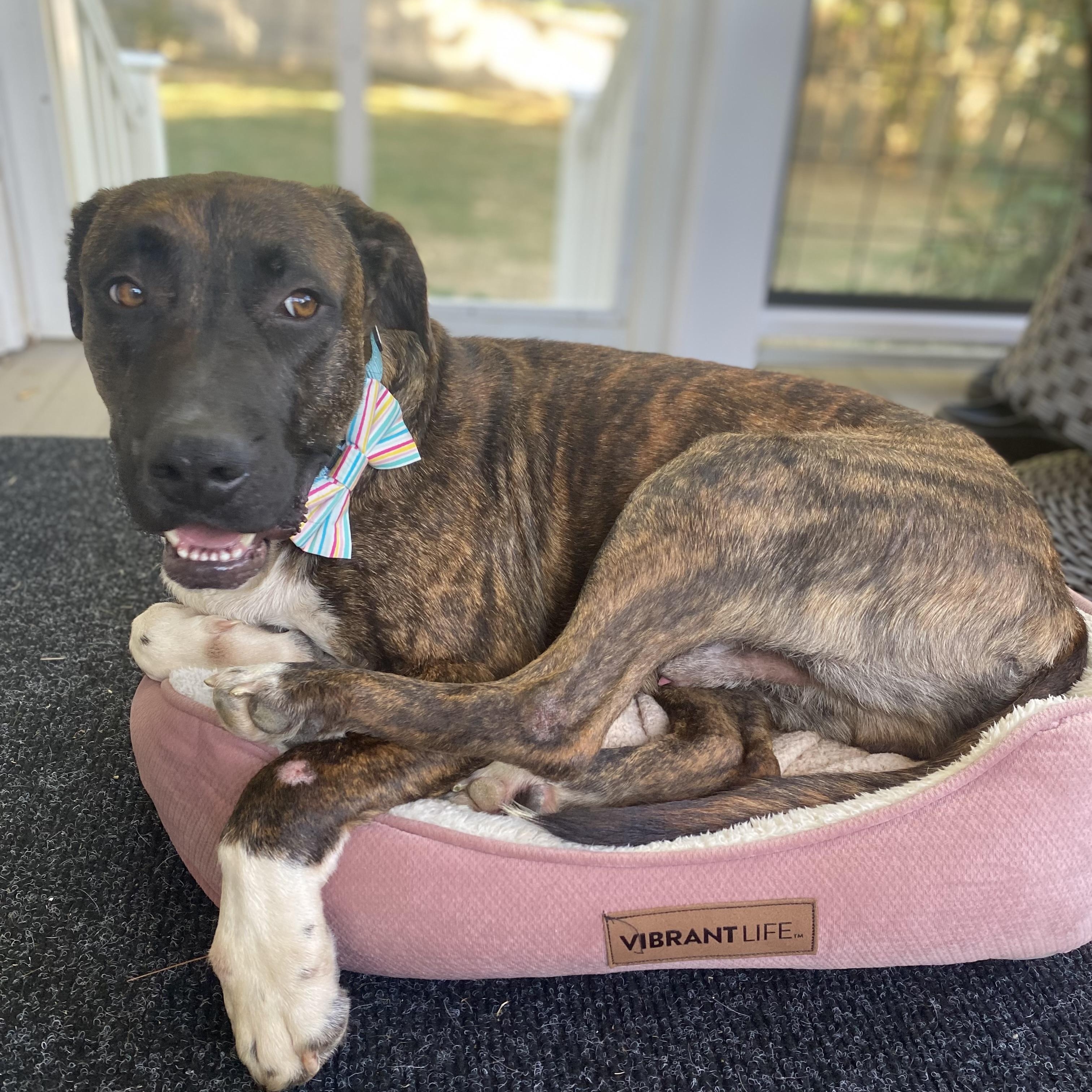 Patrick, Adoptable, Adult Male Mixed Breed.