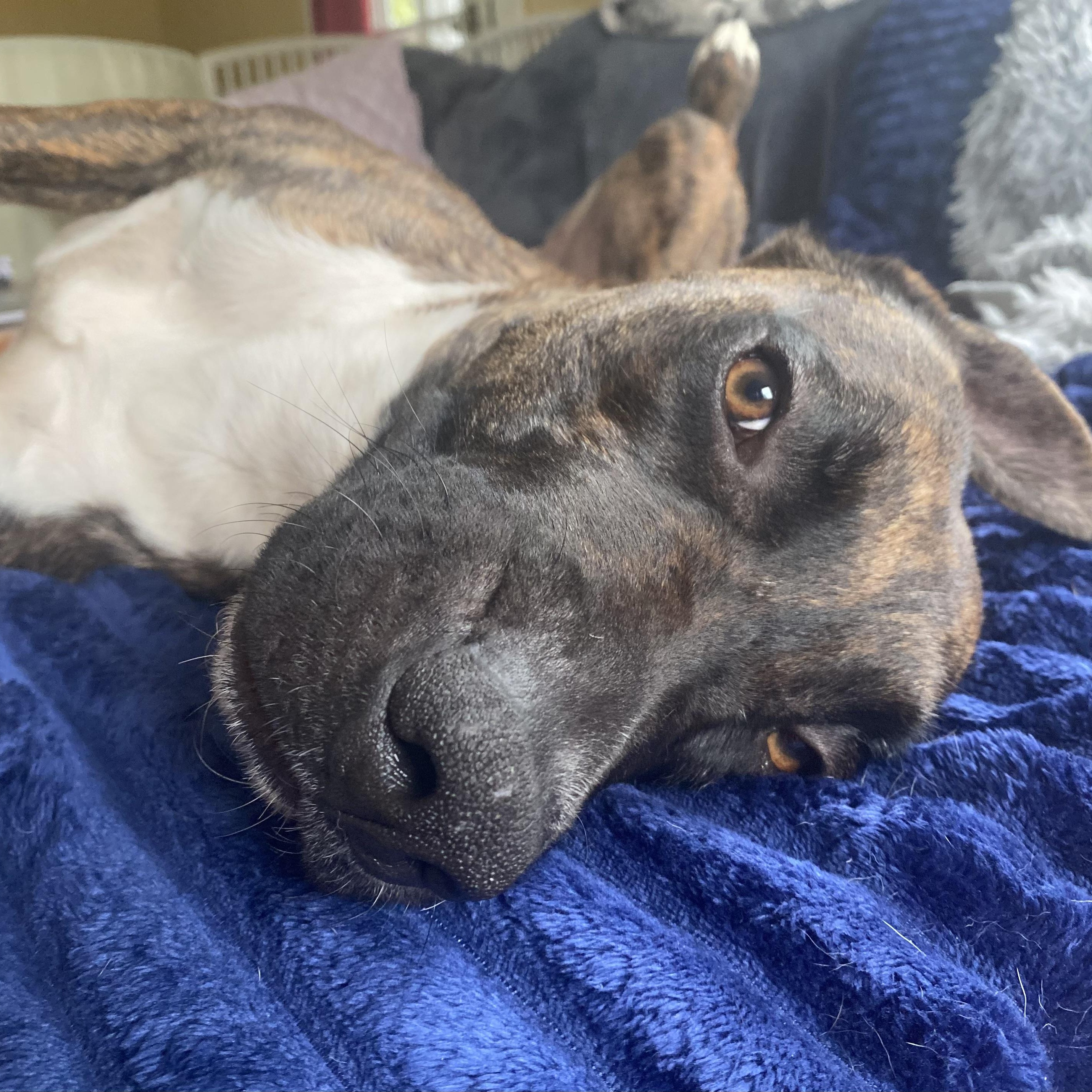 Enlarge Patrick, a Adoptable Mixed Breed in Portland, ME image 3/6