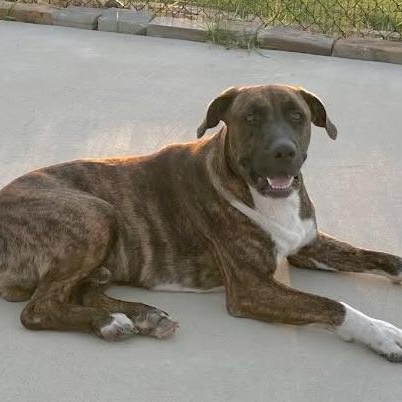 Enlarge Patrick, a Adoptable Mixed Breed in Portland, ME image 4/6