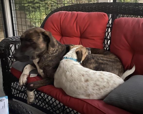 Enlarge Patrick, a Adoptable Mixed Breed in Portland, ME image 5/6