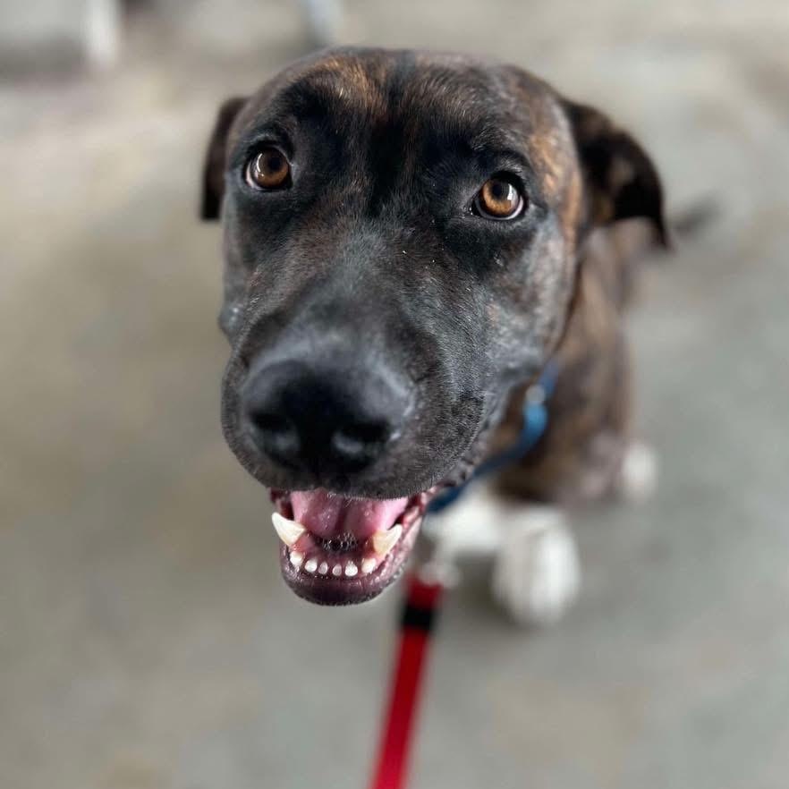 Enlarge Patrick, a Adoptable Mixed Breed in Portland, ME image 6/6