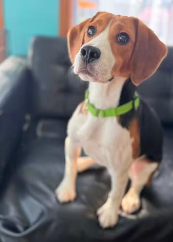 Enlarge Irving du Bois, a ADOPTABLE Beagle in Racine, WI image 3/3