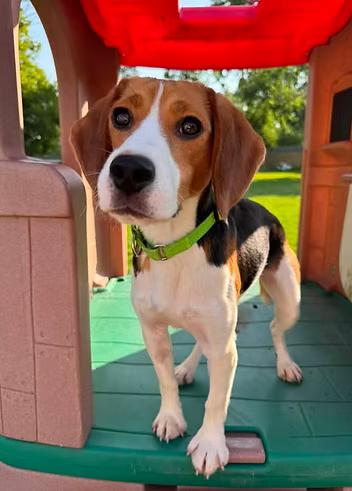 Irving du Bois, ADOPTABLE, Adult Male Beagle.