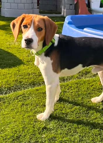 Enlarge Irving du Bois, a ADOPTABLE Beagle in Racine, WI image 2/3
