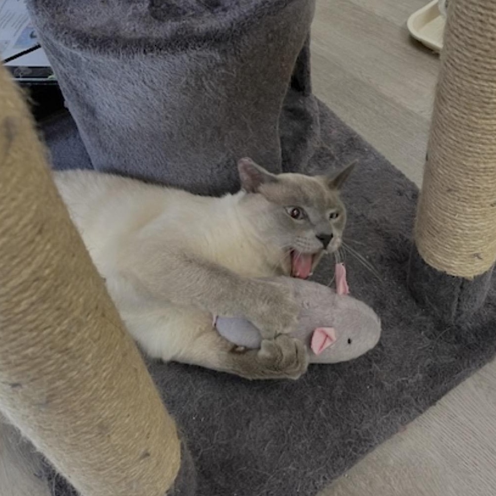 Enlarge Olaf (Bonded to Blue), a ADOPTABLE Domestic Short Hair in Renton , WA image 5/6