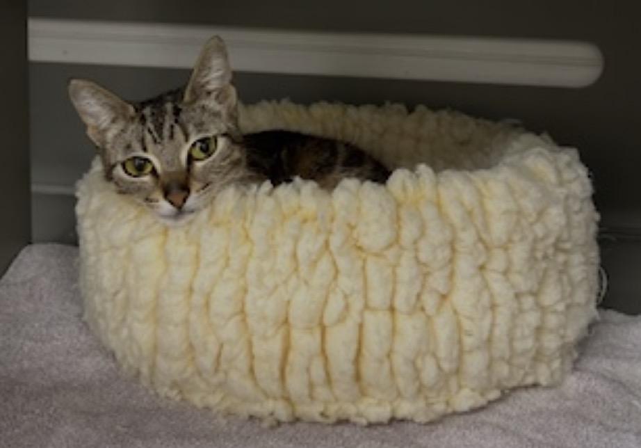 Enlarge Olaf (Bonded to Blue), a ADOPTABLE Domestic Short Hair in Renton , WA image 1/6