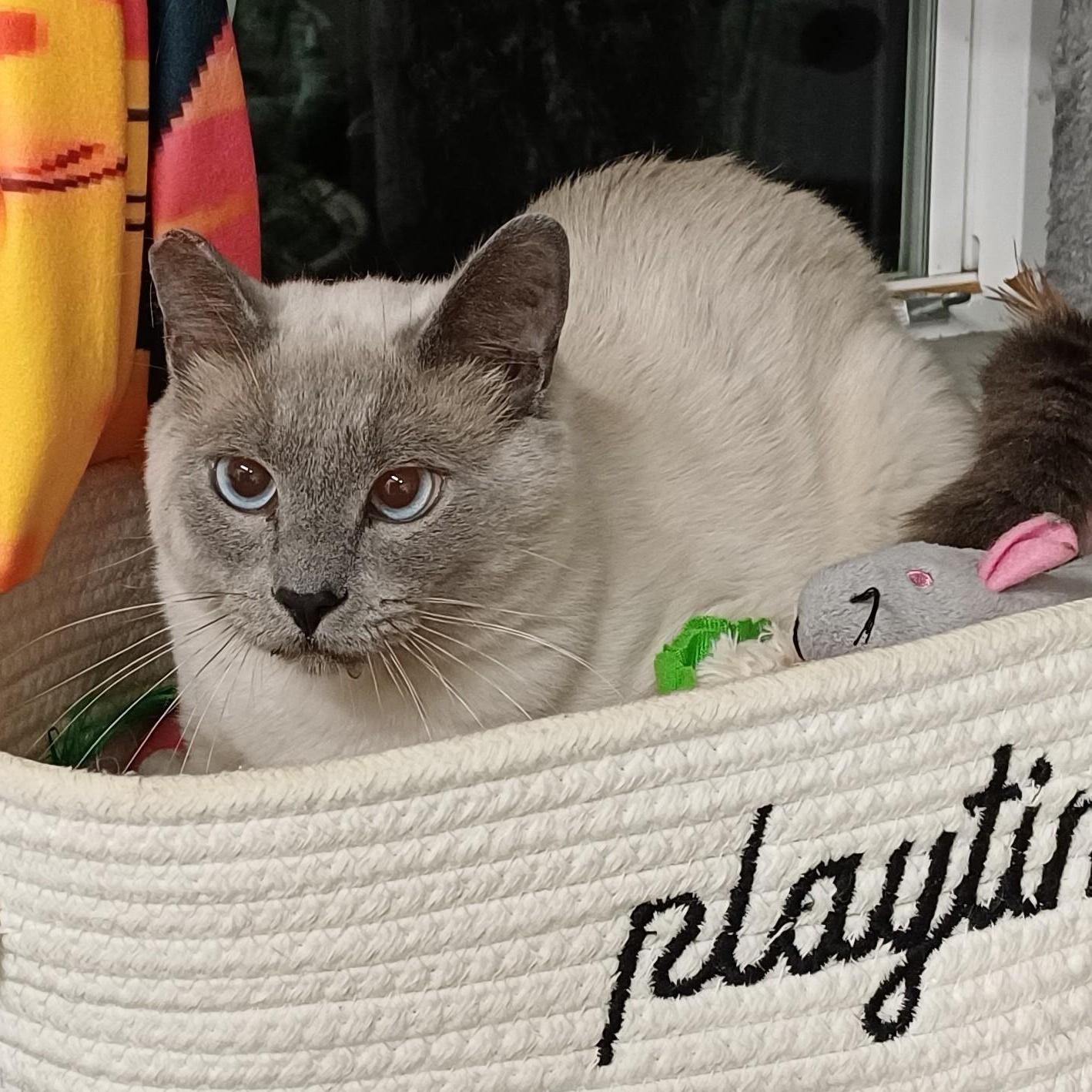 Olaf (Bonded to Blue), adopted, Young Male Domestic Short Hair.