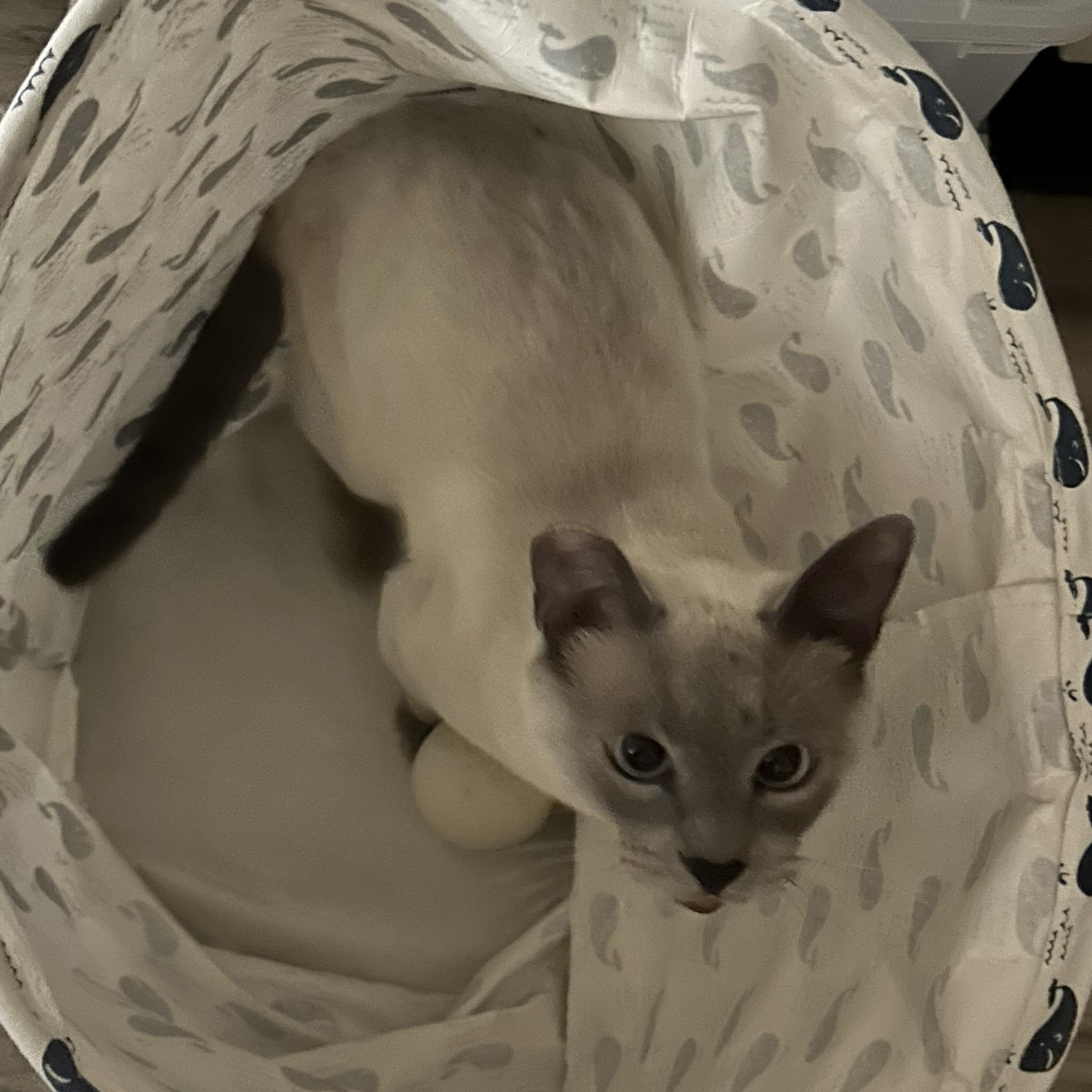 Olaf (Bonded to Blue), an adopted Domestic Short Hair in Renton , WA image 6/6