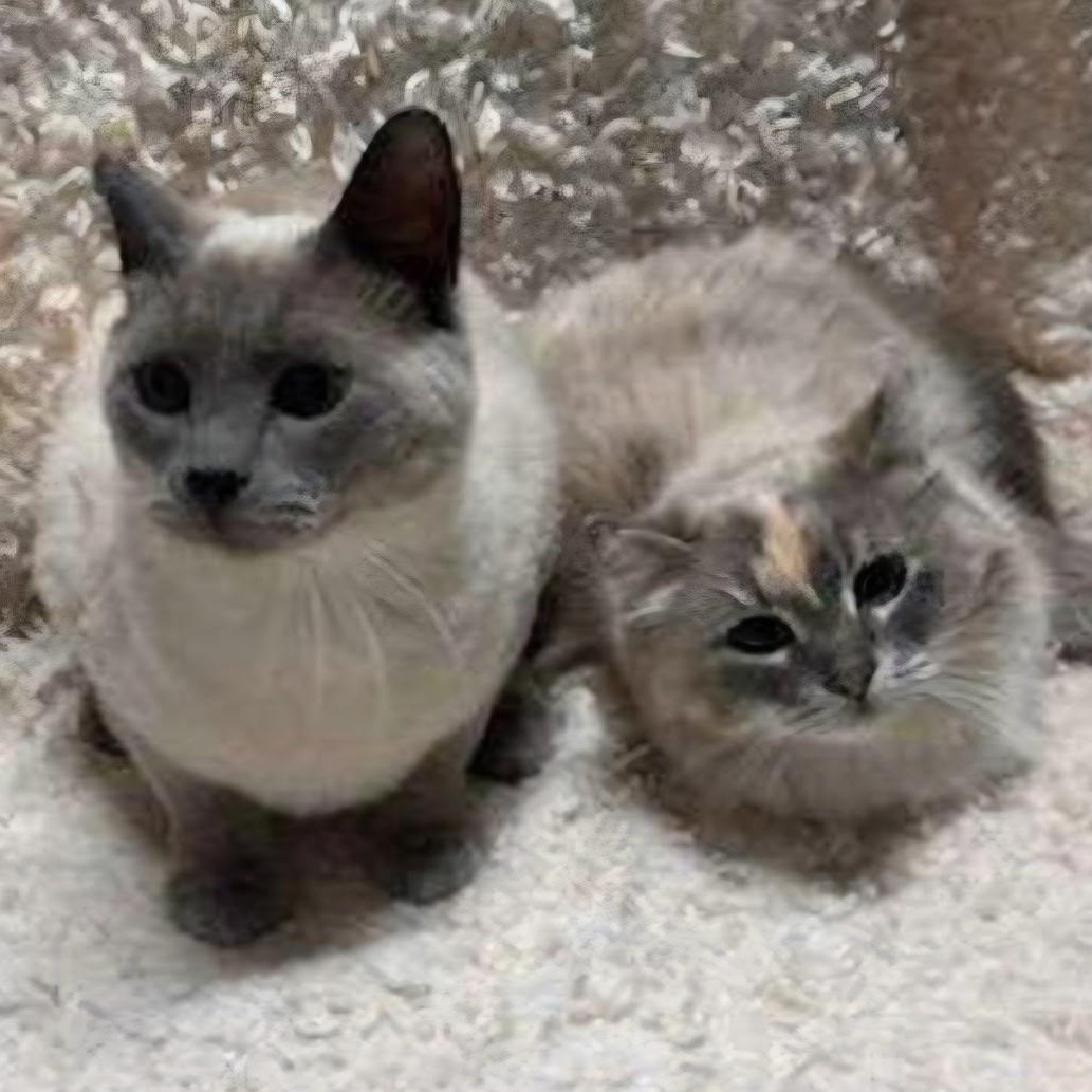 Enlarge Olaf (Bonded to Blue), a ADOPTABLE Domestic Short Hair in Renton , WA image 6/6