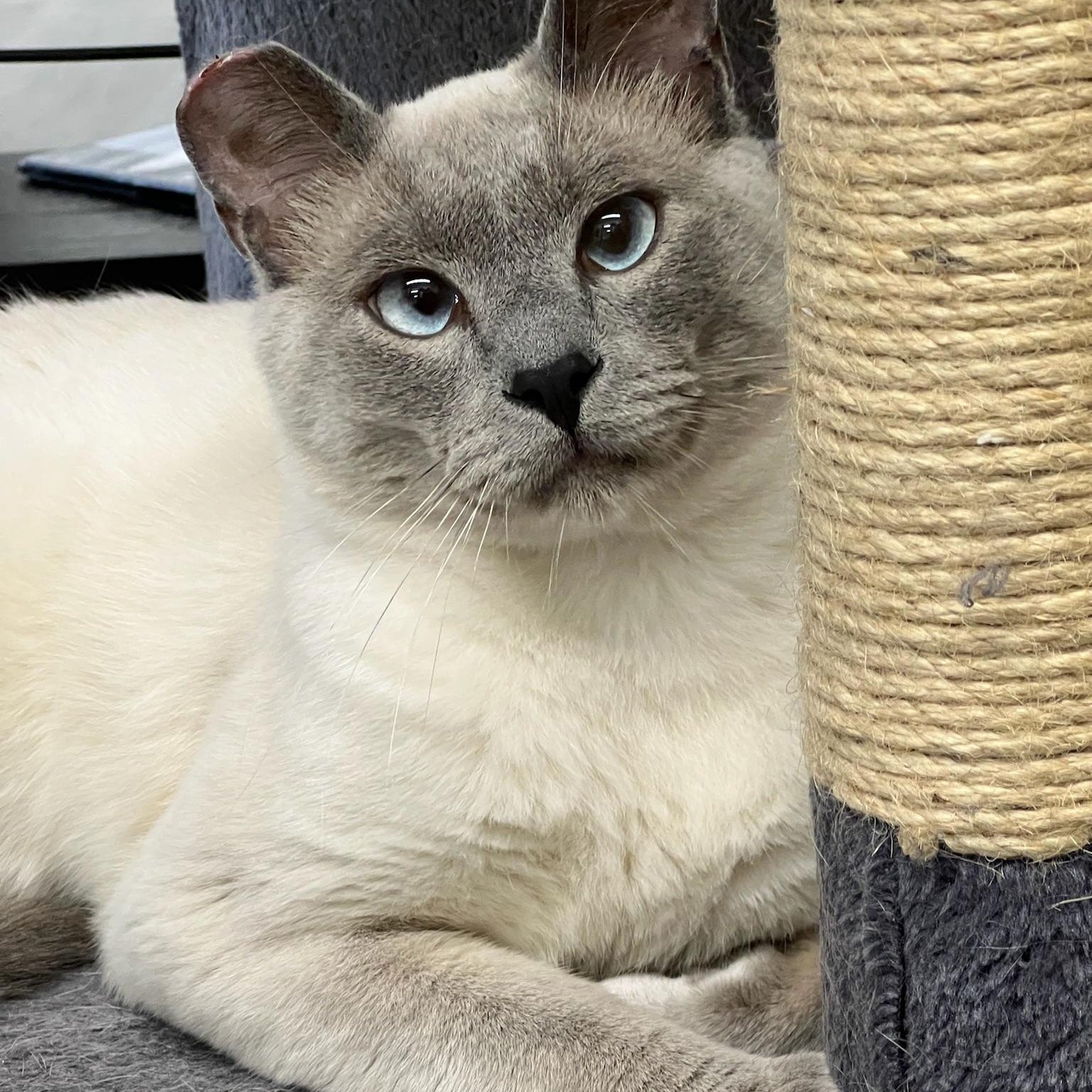 Enlarge Olaf (Bonded to Blue), a ADOPTABLE Domestic Short Hair in Renton , WA image 4/6