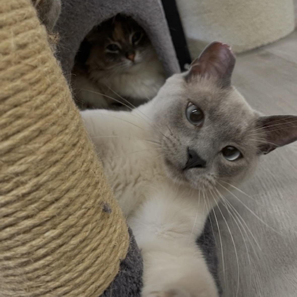 Enlarge Olaf (Bonded to Blue), a ADOPTABLE Domestic Short Hair in Renton , WA image 3/6