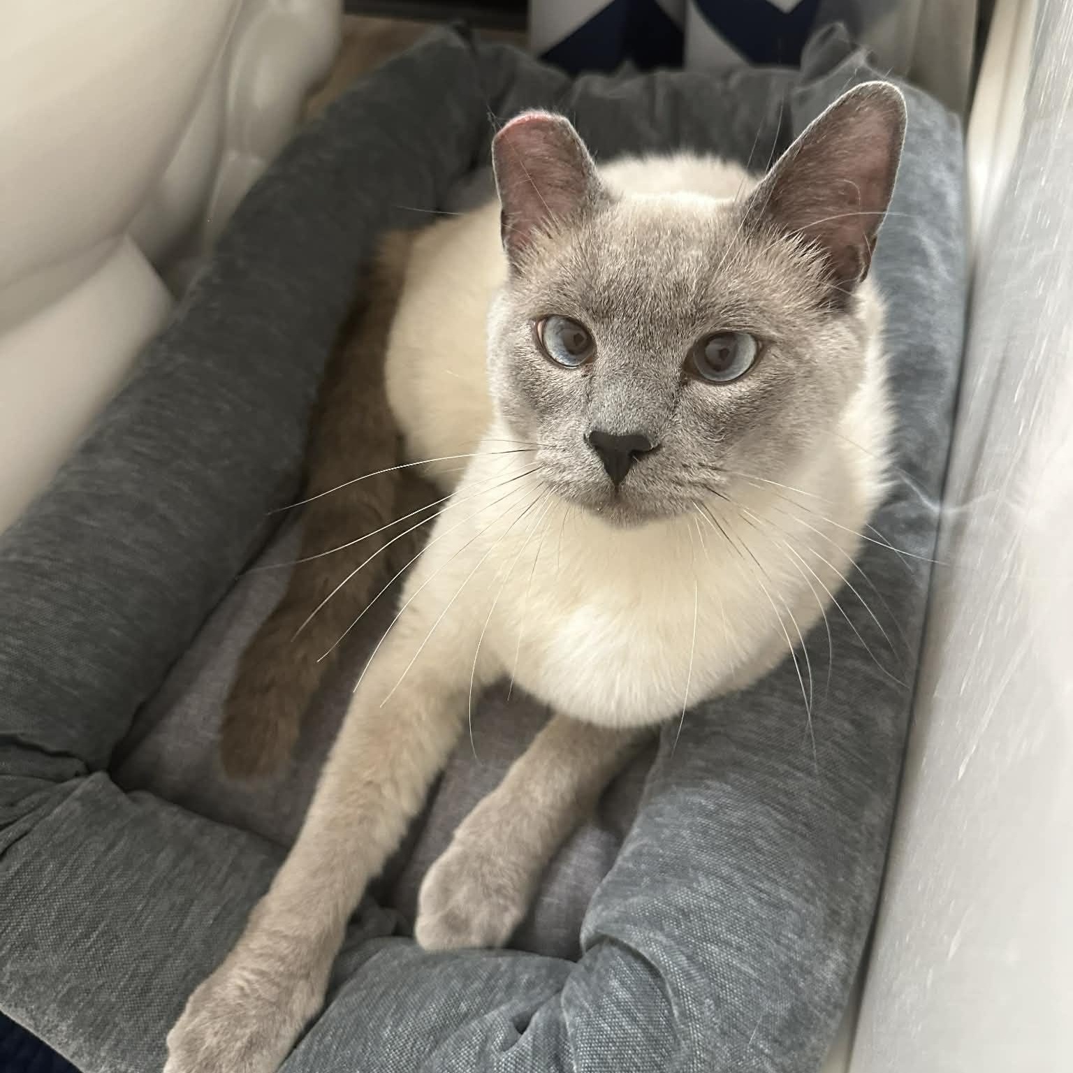Olaf (Bonded to Blue), ADOPTABLE, Young Male Domestic Short Hair.