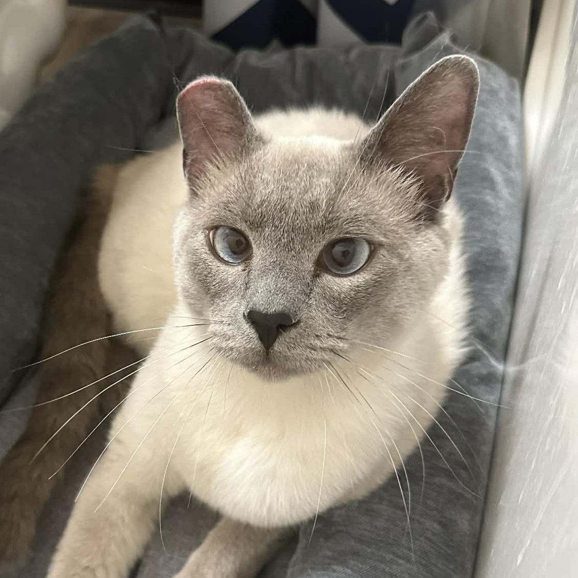 Olaf (Bonded to Blue), an adopted Domestic Short Hair in Renton , WA image 2/6
