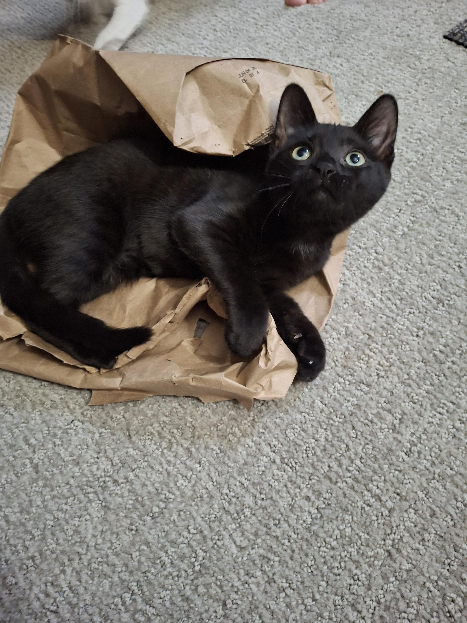 Cola and Sprite , an adoptable Domestic Short Hair in Alexandria, VA image 1/6