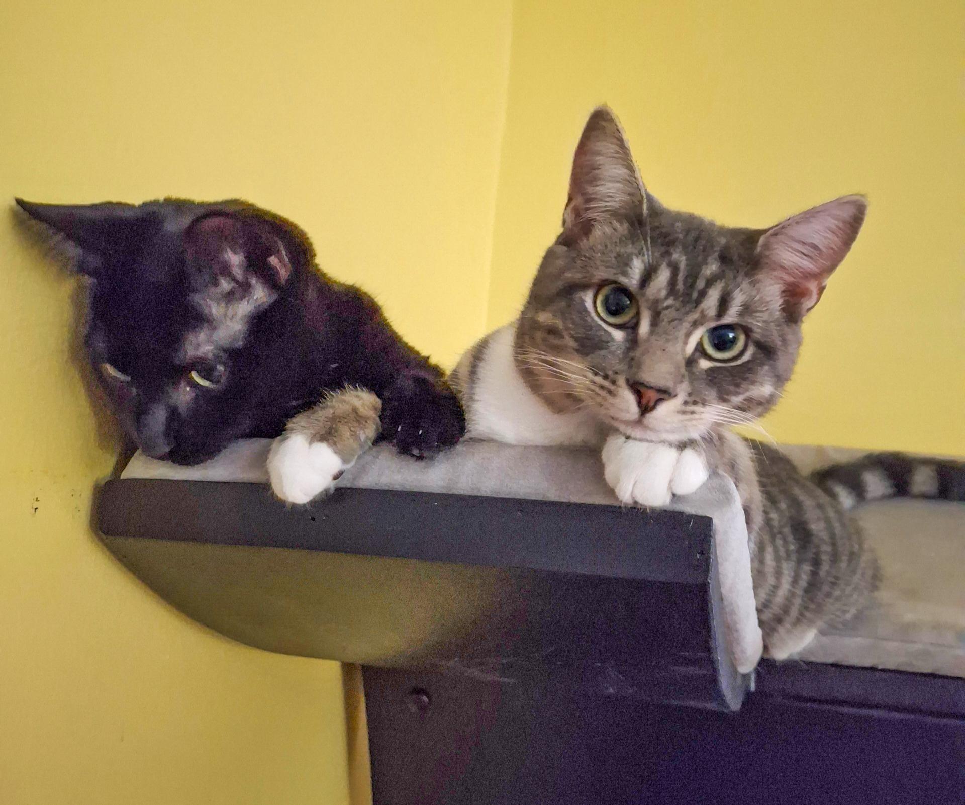 Cola and Sprite , an adoptable Domestic Short Hair in Alexandria, VA image 2/6