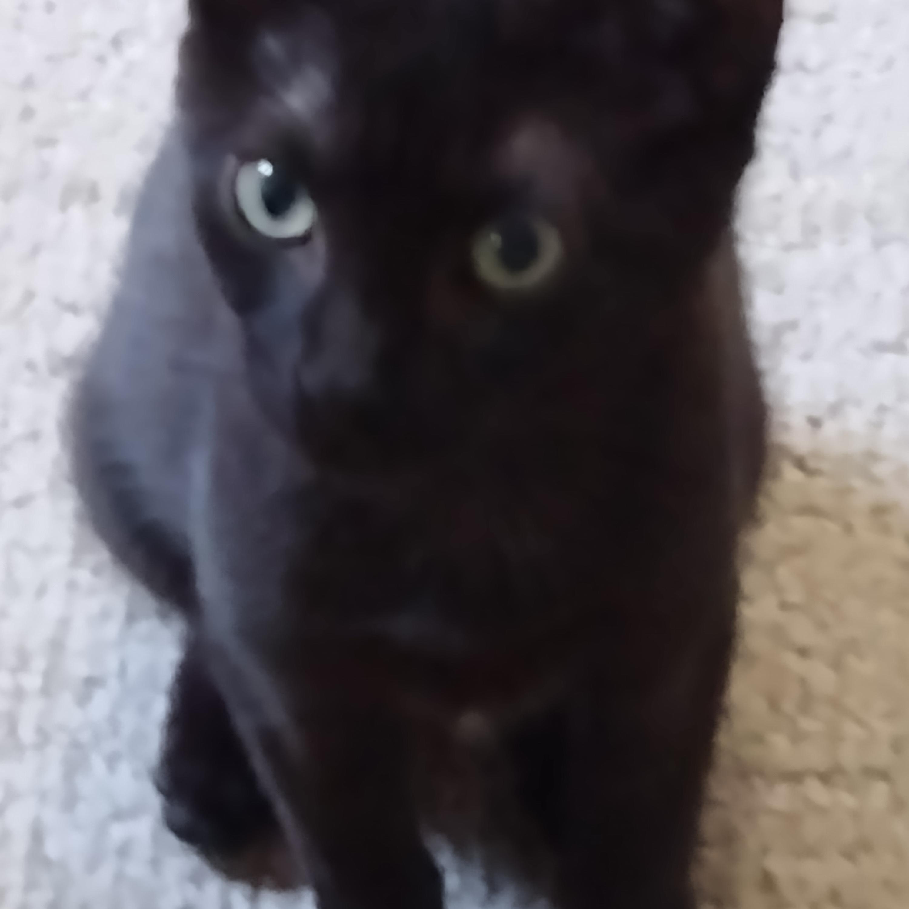 Cola and Sprite , an adoptable Domestic Short Hair in Alexandria, VA image 3/6