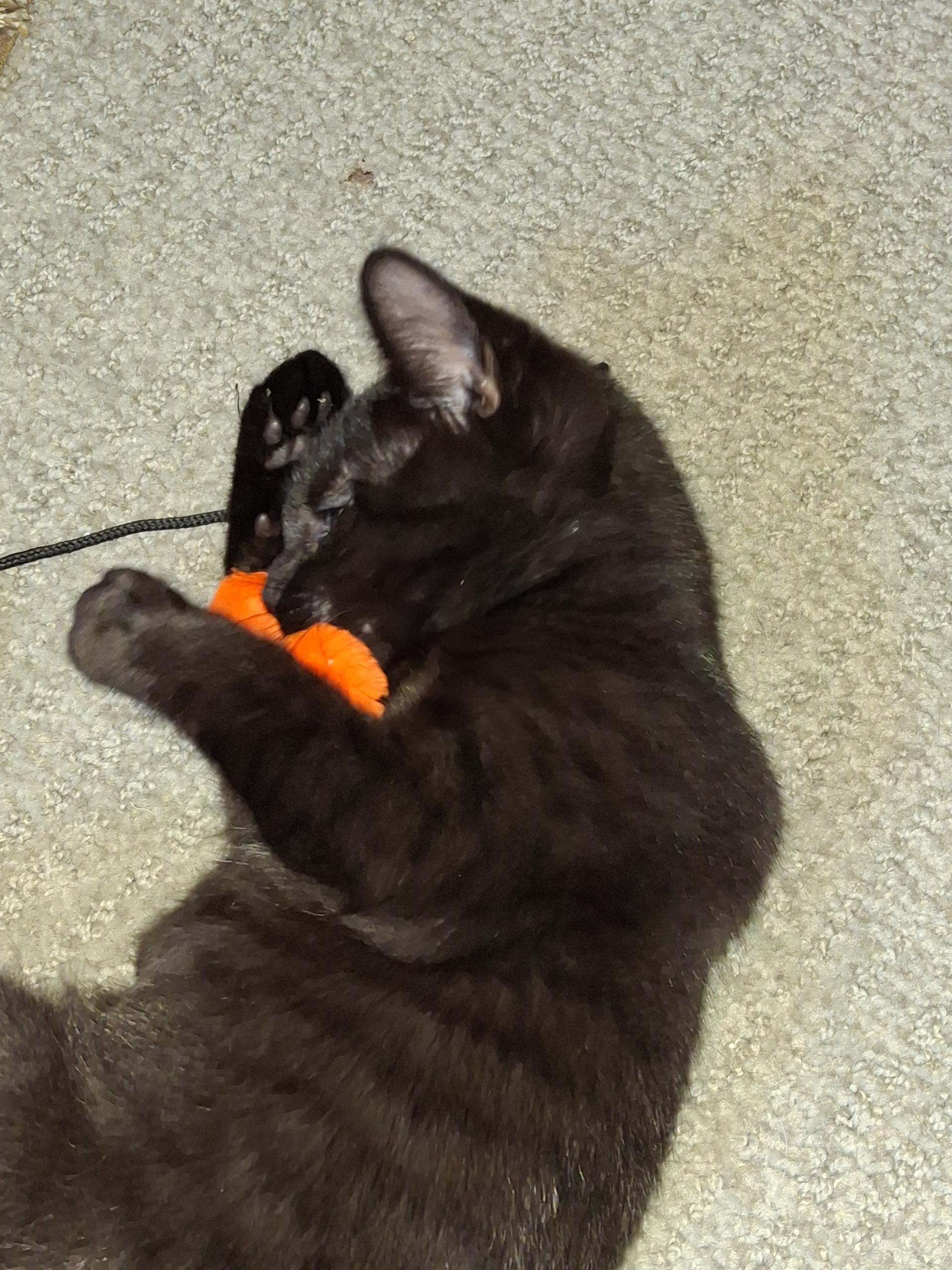 Cola and Sprite , an adoptable Domestic Short Hair in Alexandria, VA image 4/6