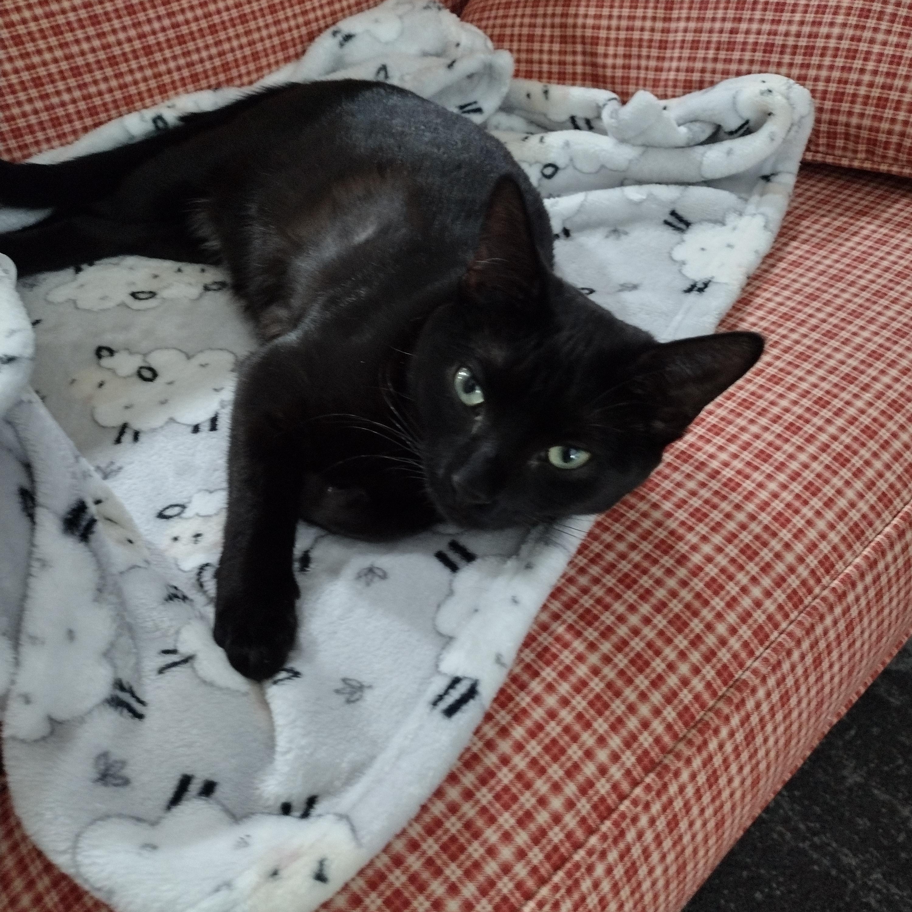 Cola and Sprite , an adoptable Domestic Short Hair in Alexandria, VA image 5/6