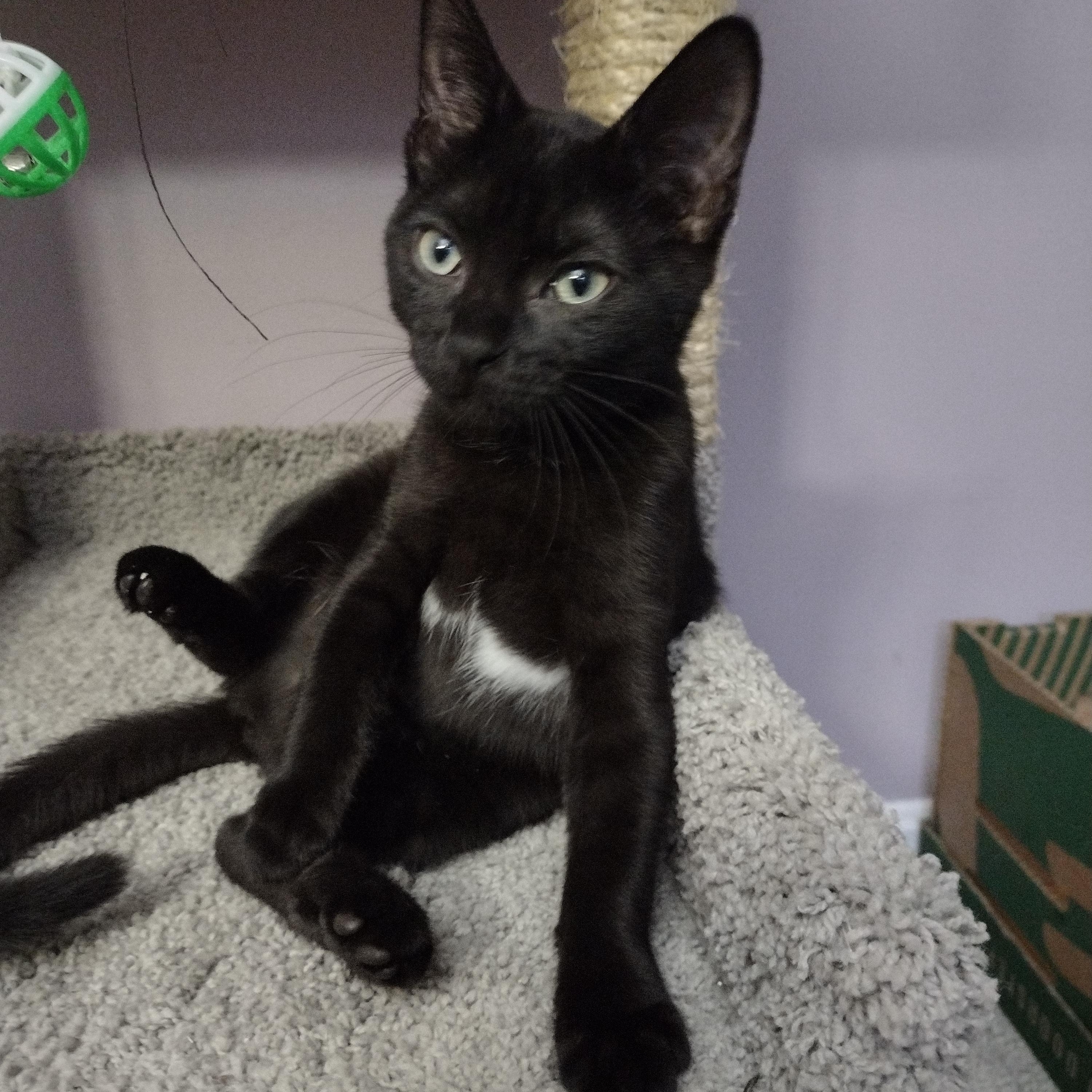 Cola and Sprite , an adoptable Domestic Short Hair in Alexandria, VA image 6/6