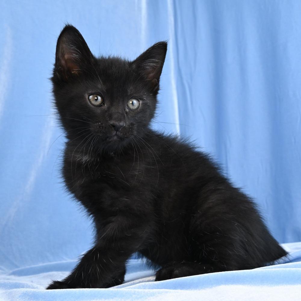 Enlarge Basil, a Adoptable Domestic Medium Hair in Mobile, AL image 1/6