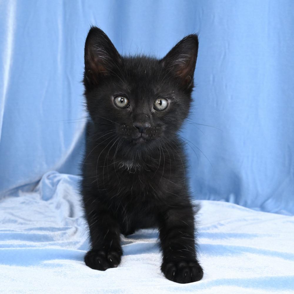 Enlarge Basil, a Adoptable Domestic Medium Hair in Mobile, AL image 2/6