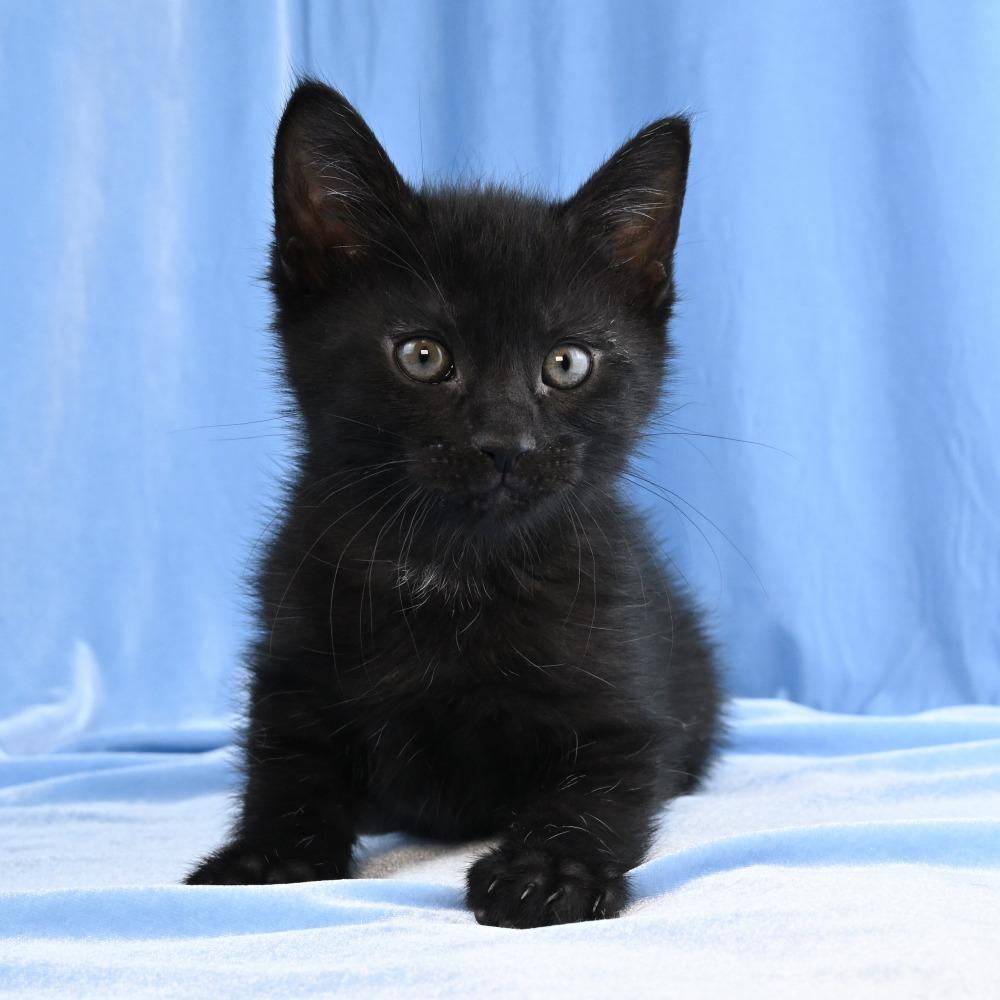 Enlarge Basil, a Adoptable Domestic Medium Hair in Mobile, AL image 3/6