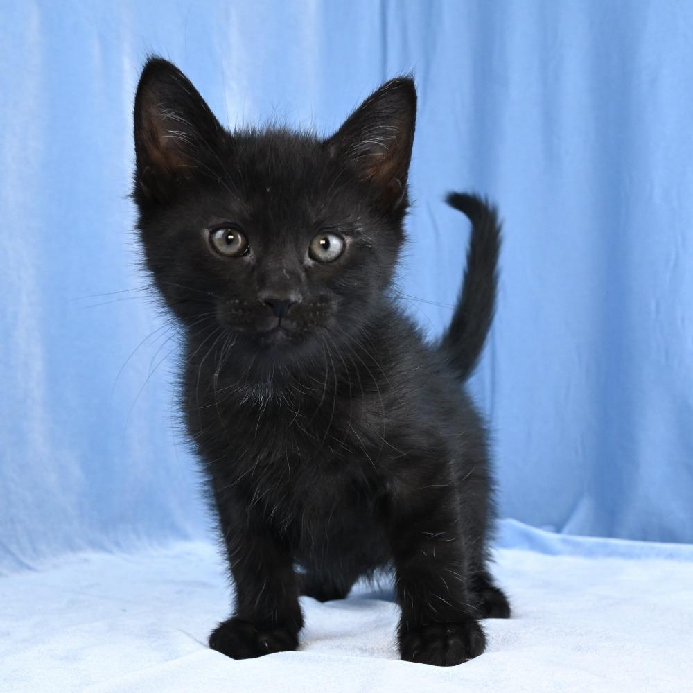 Enlarge Basil, a Adoptable Domestic Medium Hair in Mobile, AL image 4/6