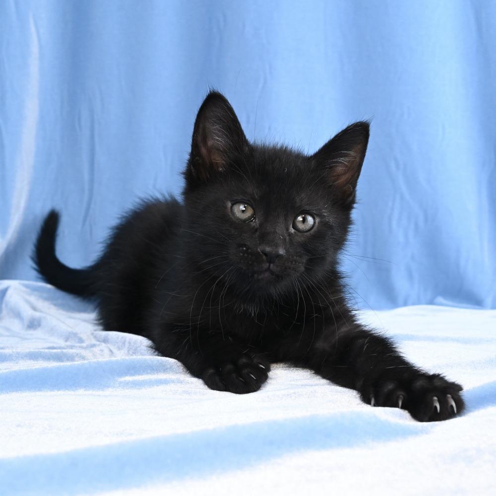 Enlarge Basil, a Adoptable Domestic Medium Hair in Mobile, AL image 5/6