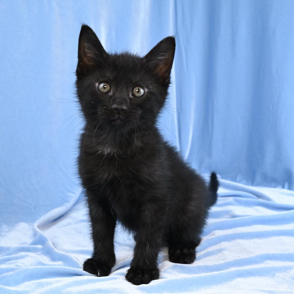Enlarge Basil, a Adoptable Domestic Medium Hair in Mobile, AL image 6/6