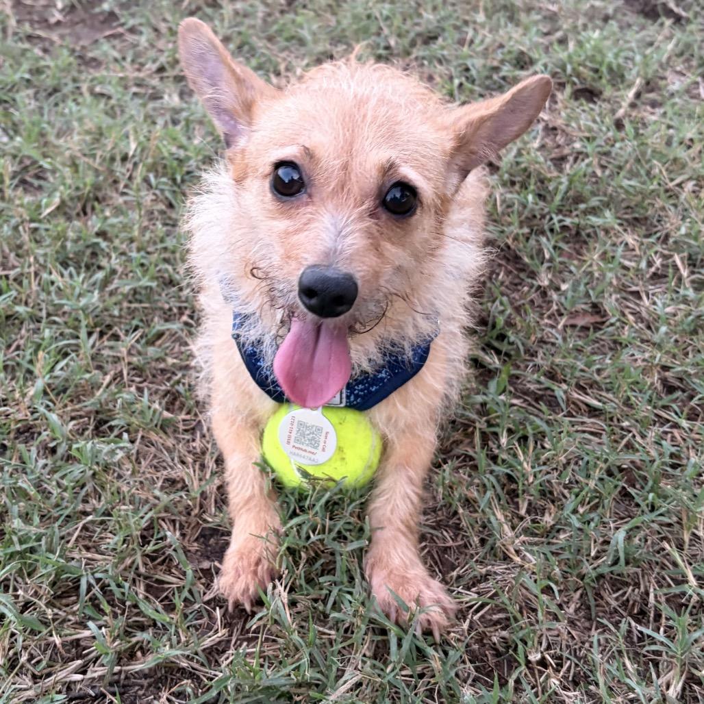 Eevee, Adoptable, Adult Female Miniature Dachshund & Mixed Breed.