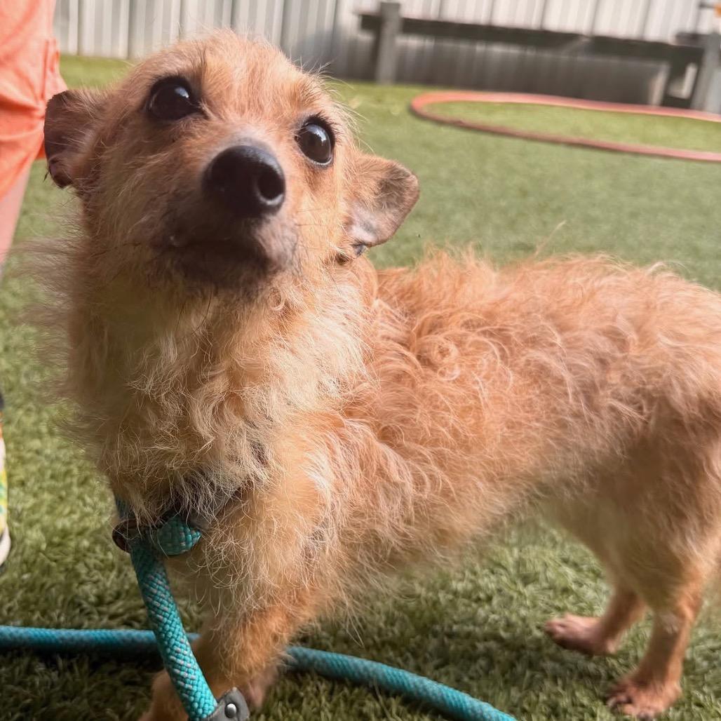 Enlarge Eevee, a Adoptable mixed breed in Durham, NC image 2/6