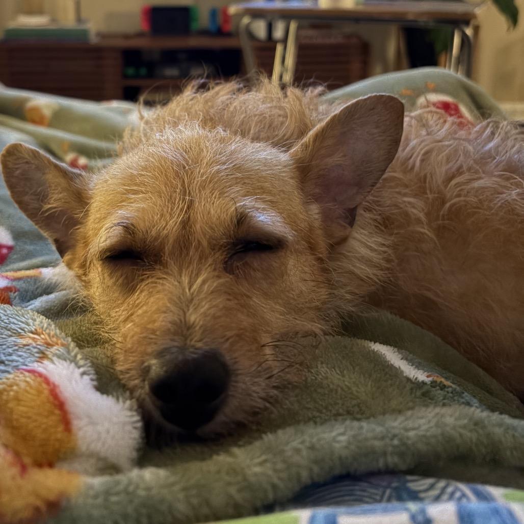Enlarge Eevee, a Adoptable mixed breed in Durham, NC image 3/6