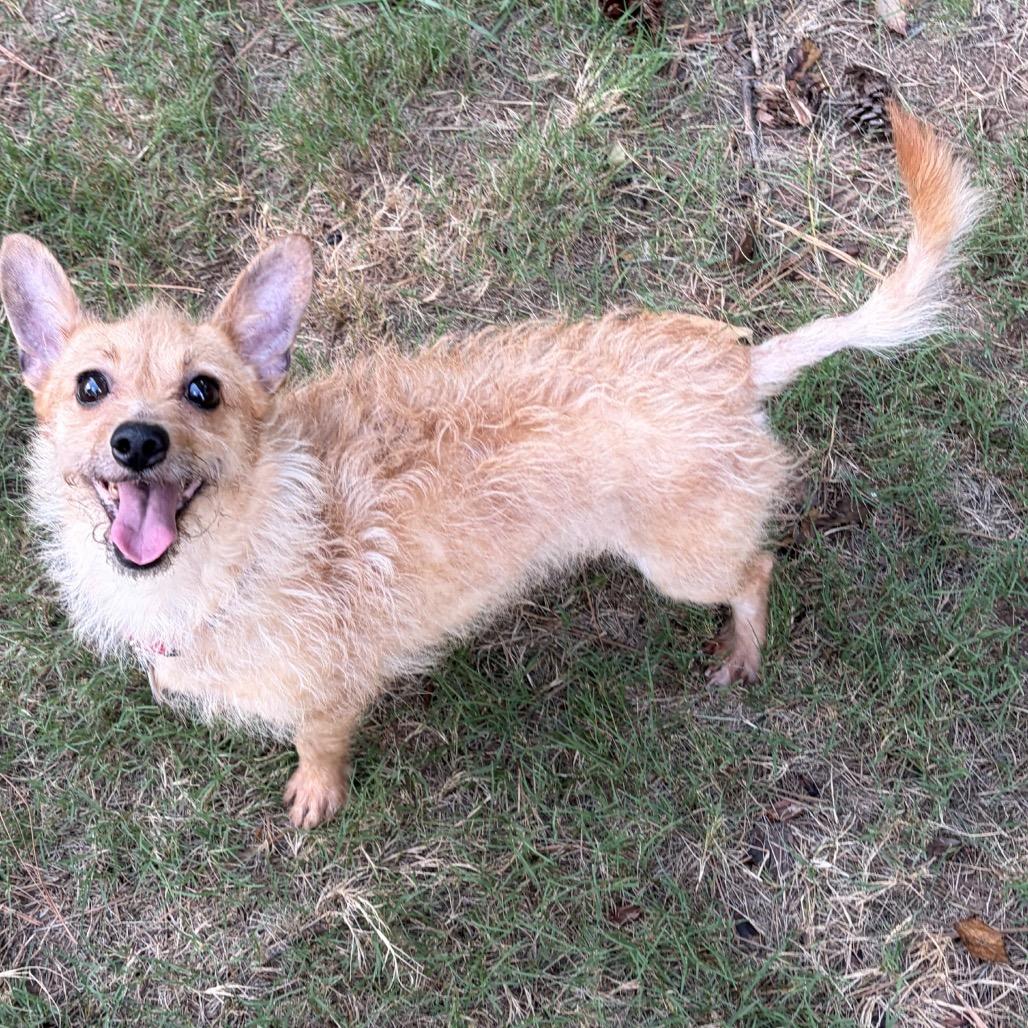 Enlarge Eevee, a Adoptable mixed breed in Durham, NC image 4/6