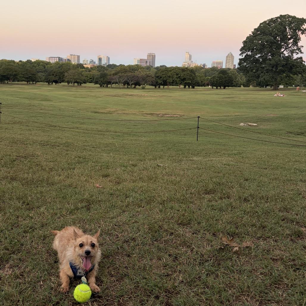 Enlarge Eevee, a Adoptable mixed breed in Durham, NC image 5/6