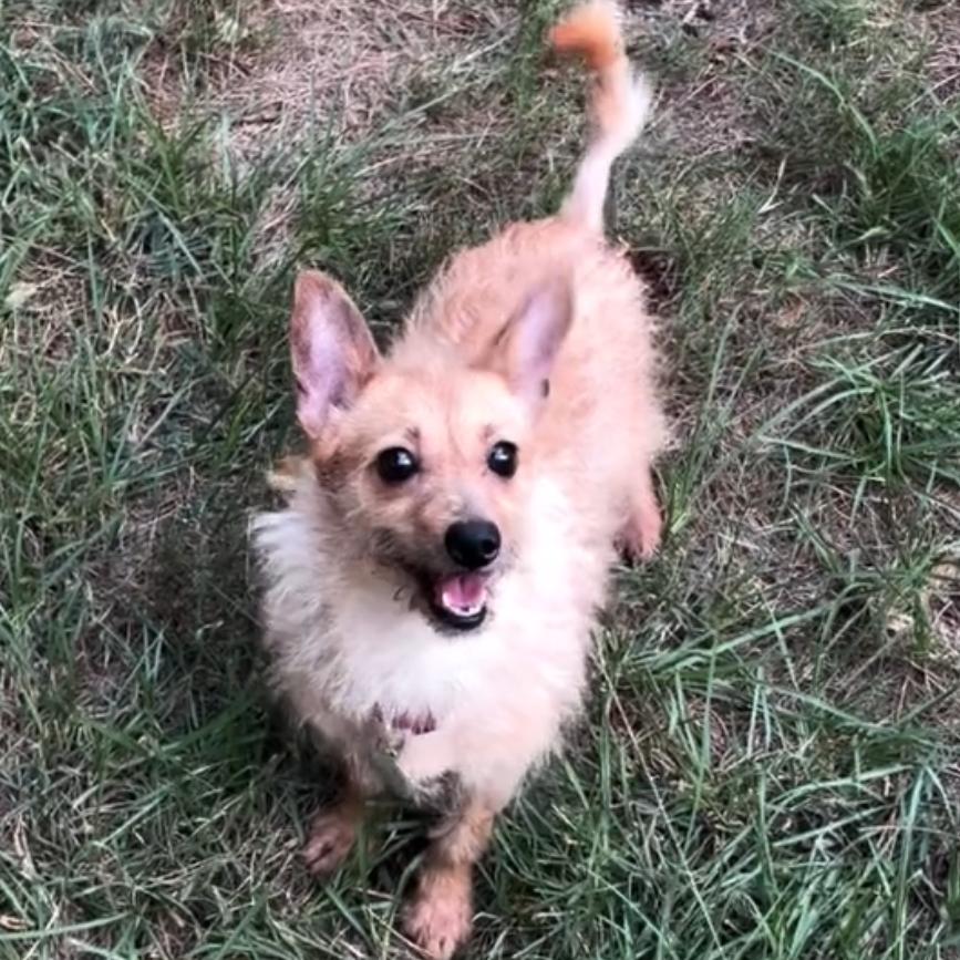 Enlarge Eevee, a Adoptable mixed breed in Durham, NC image 6/6