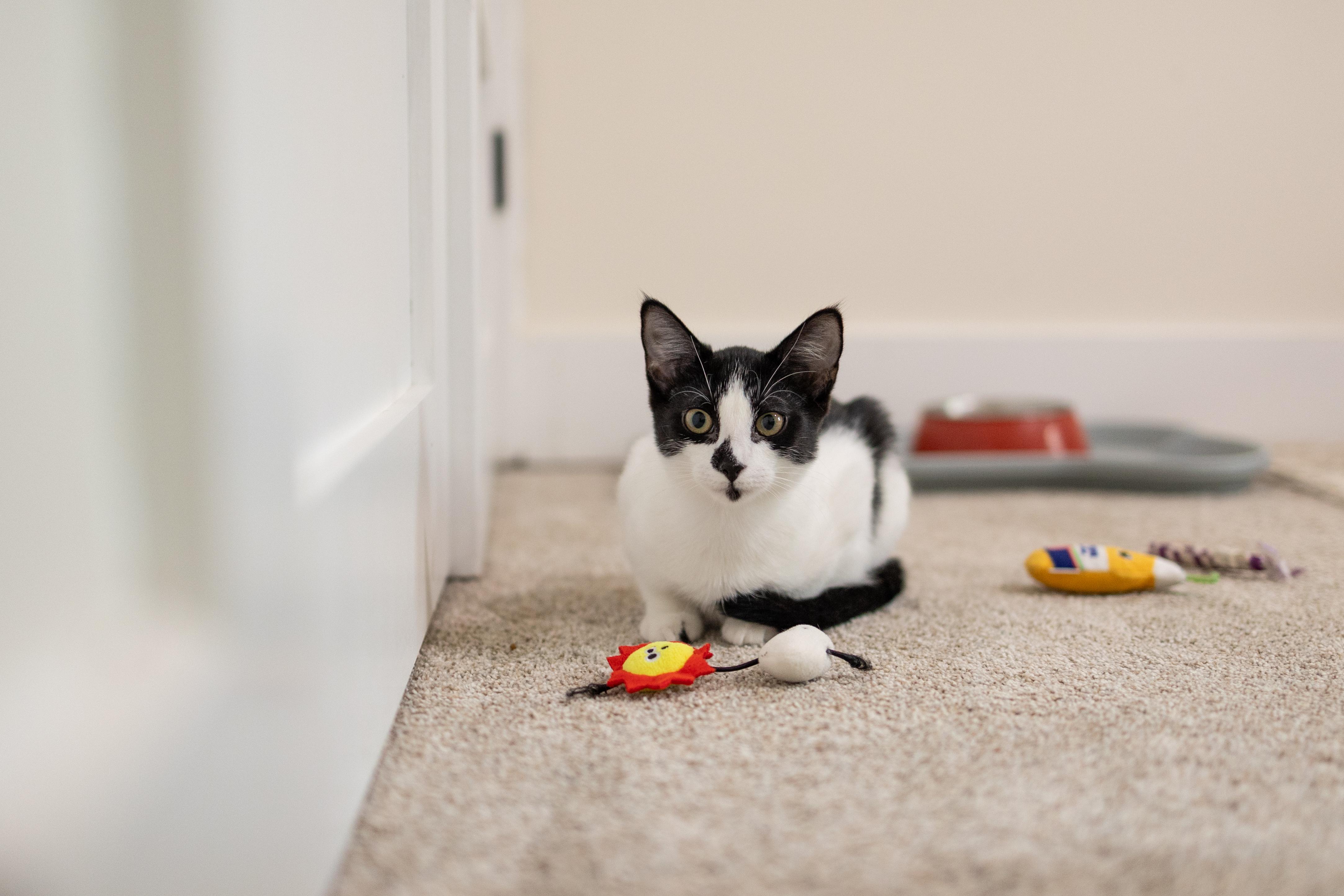 Enlarge Laverne, a Adoptable Domestic Short Hair in Avondale Estates, GA image 6/6